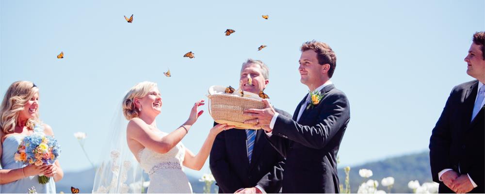бабочки на свадьбе